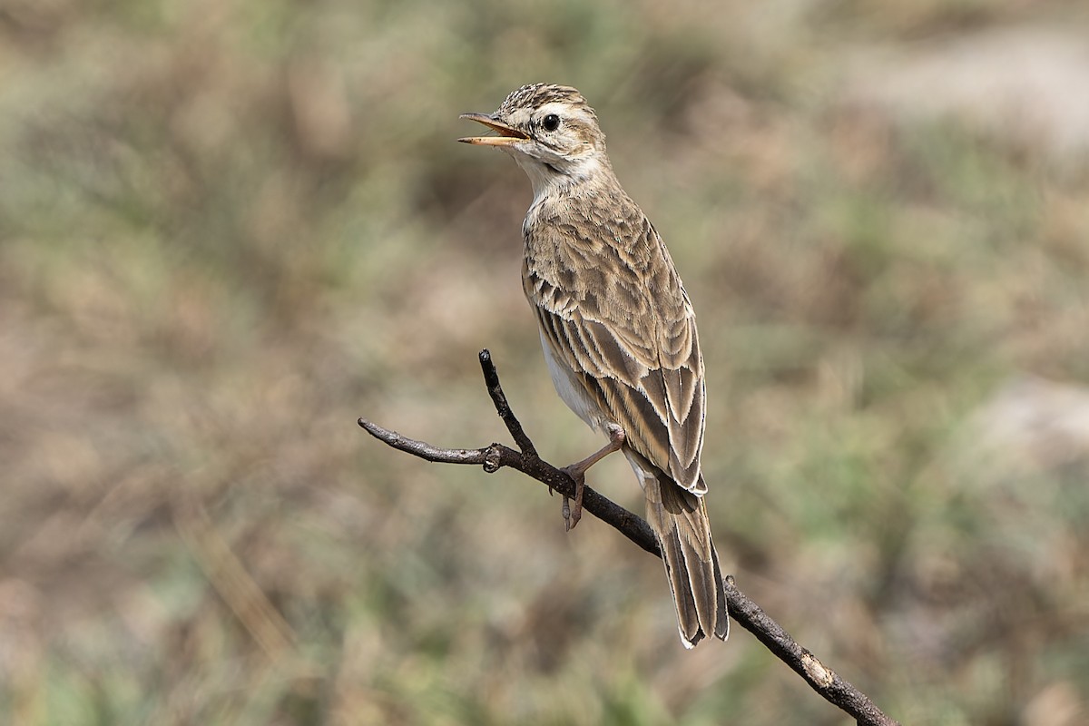 African Pipit - ML611167654