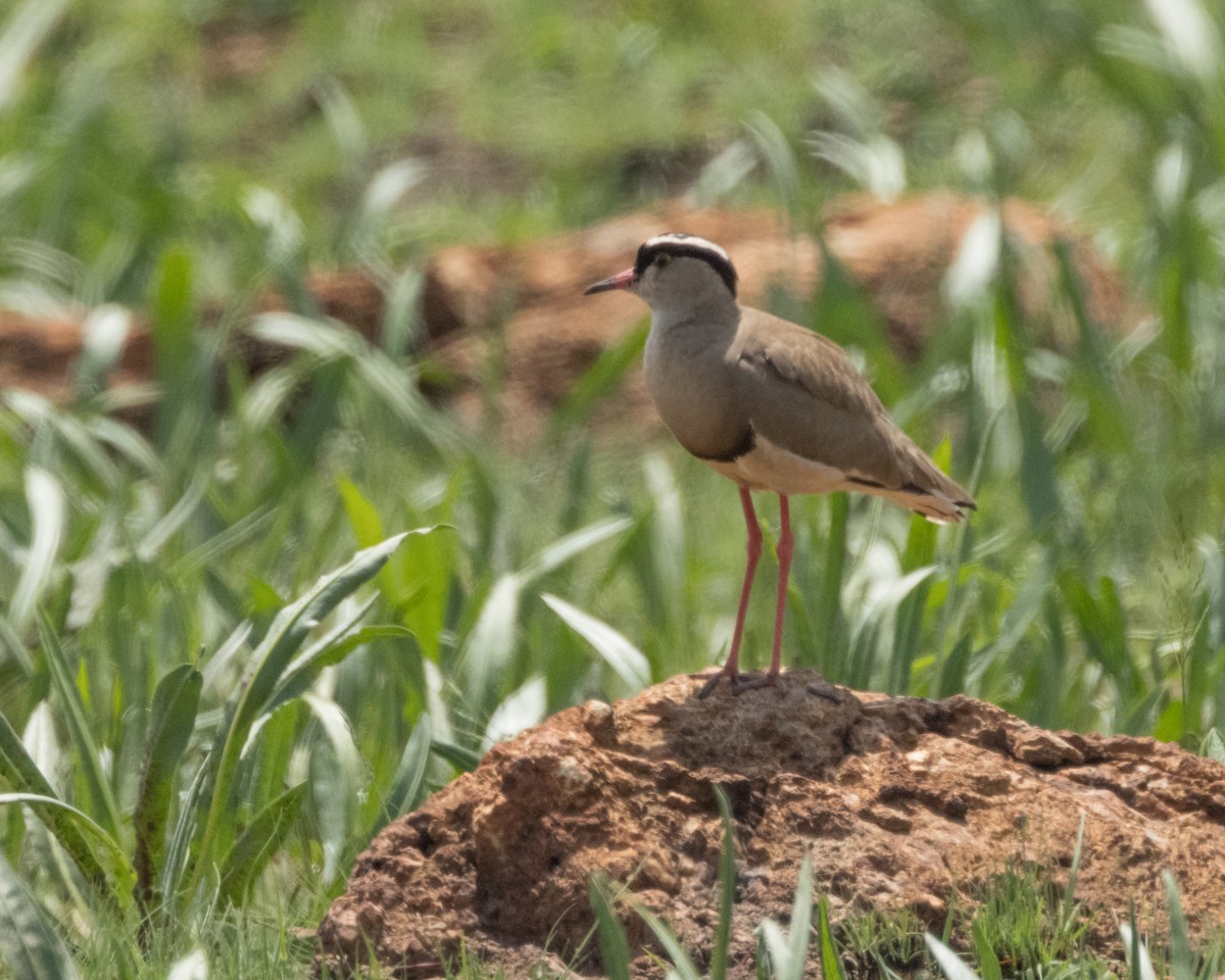 Crowned Lapwing - ML611167656