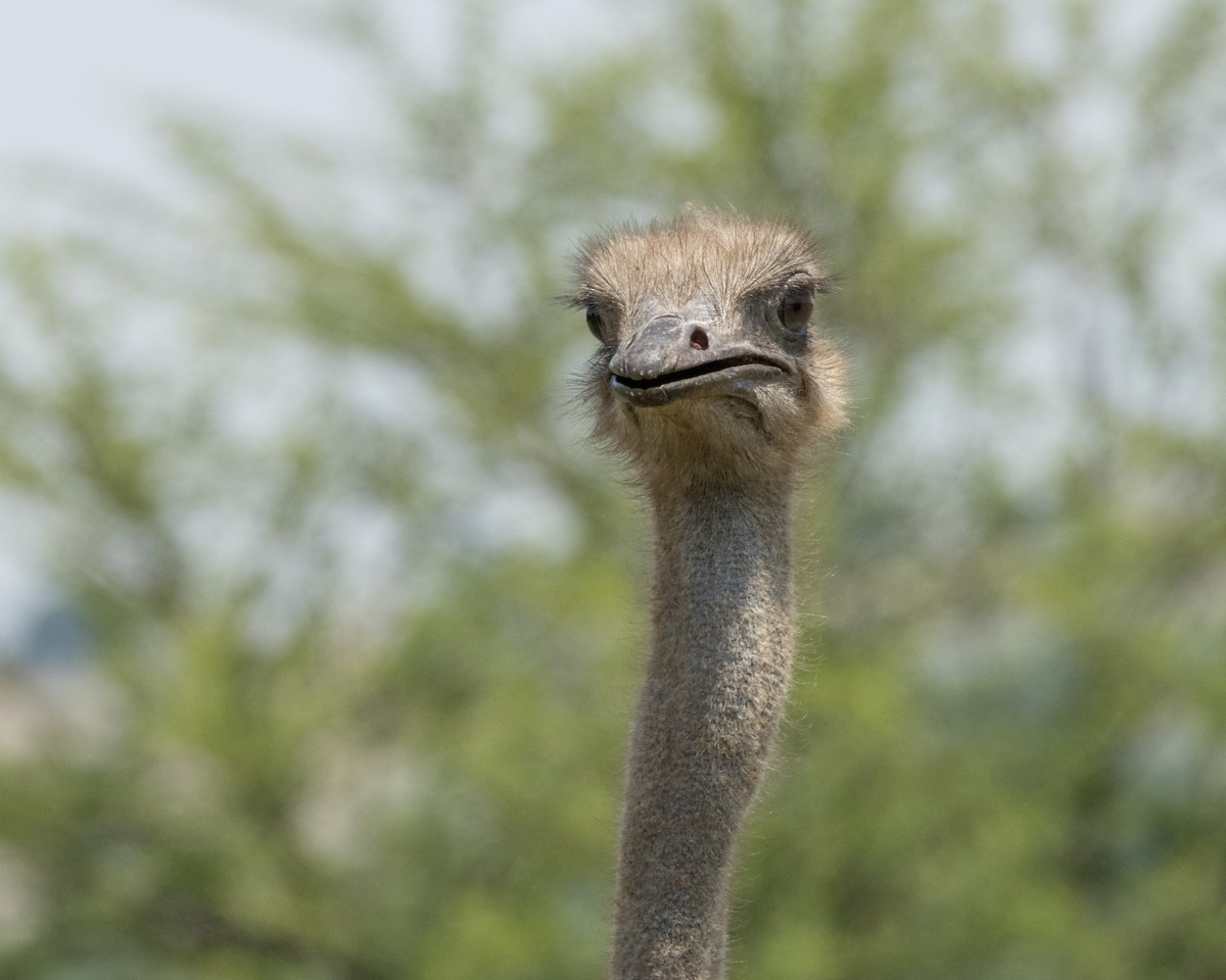 Common Ostrich - ML611167661