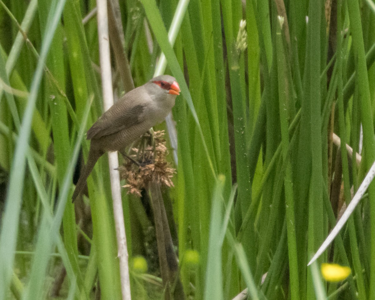 Common Waxbill - ML611167673
