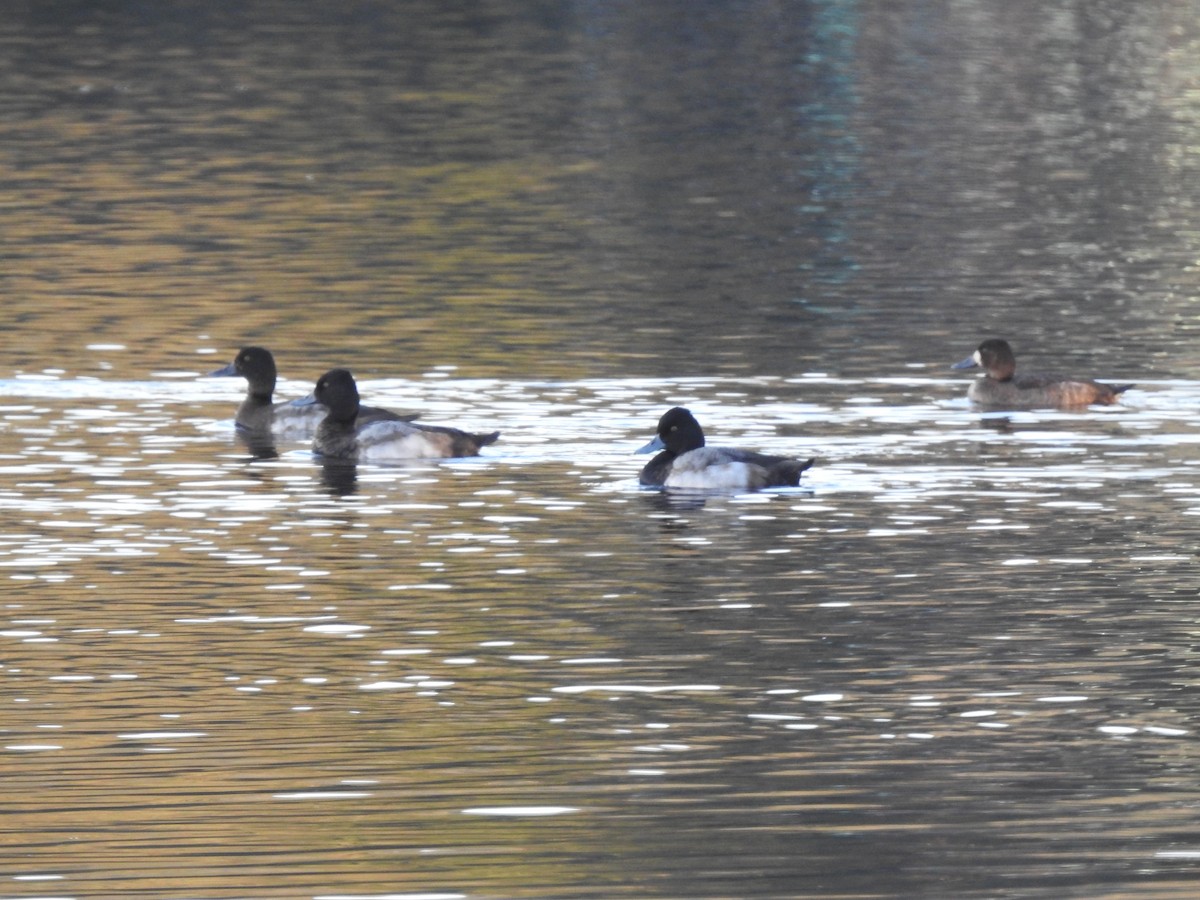 Greater/Lesser Scaup - ML611167913