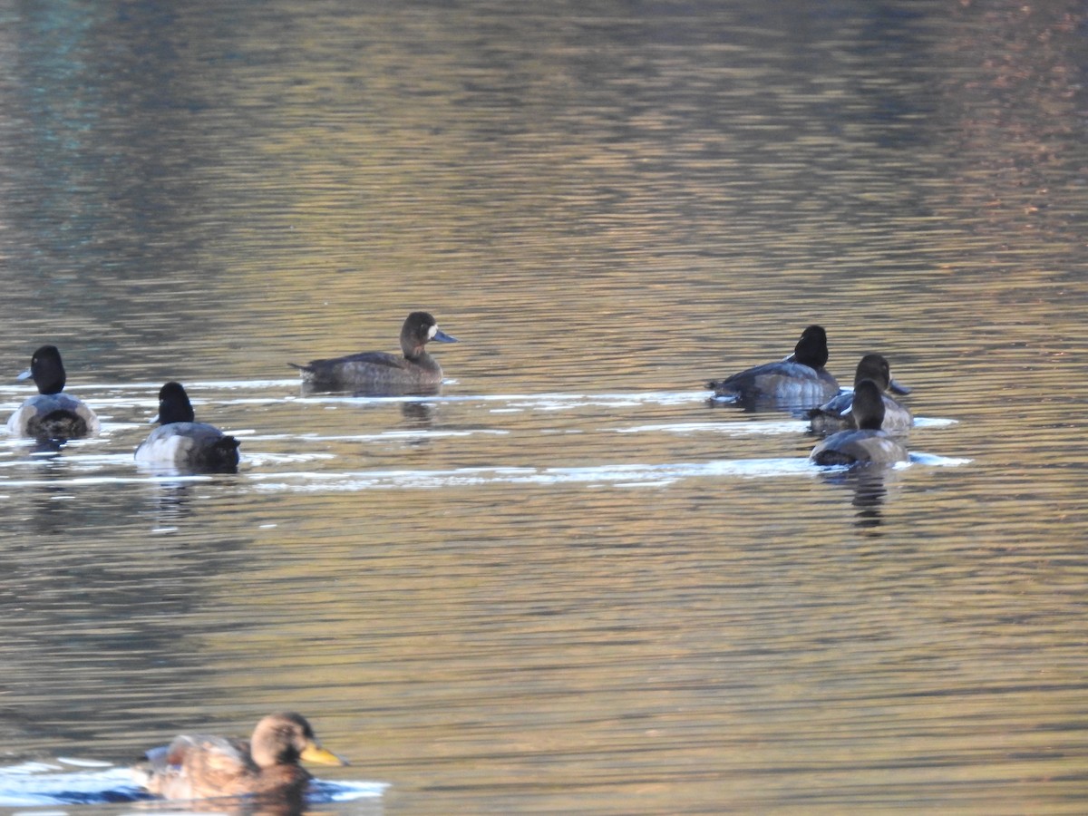 Greater/Lesser Scaup - ML611167937
