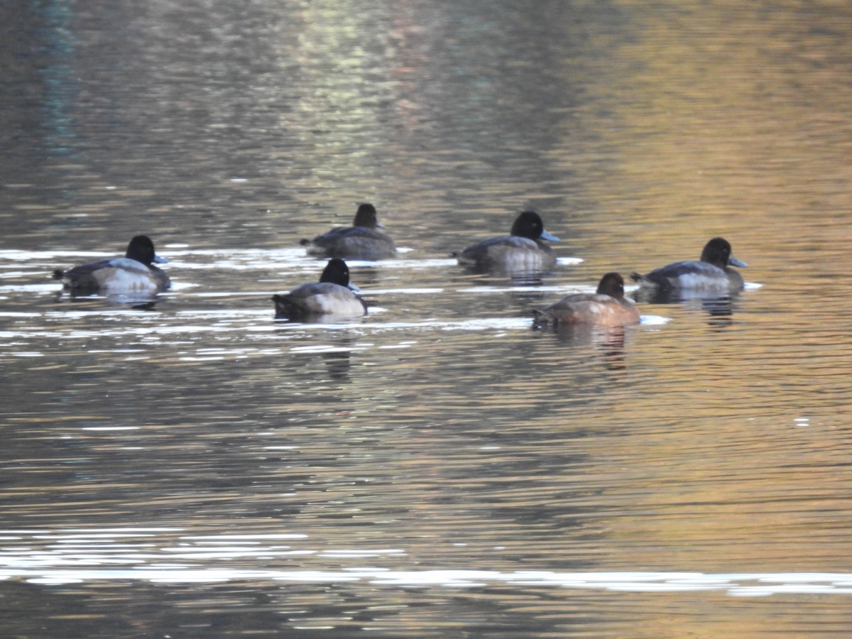 Greater/Lesser Scaup - ML611167941