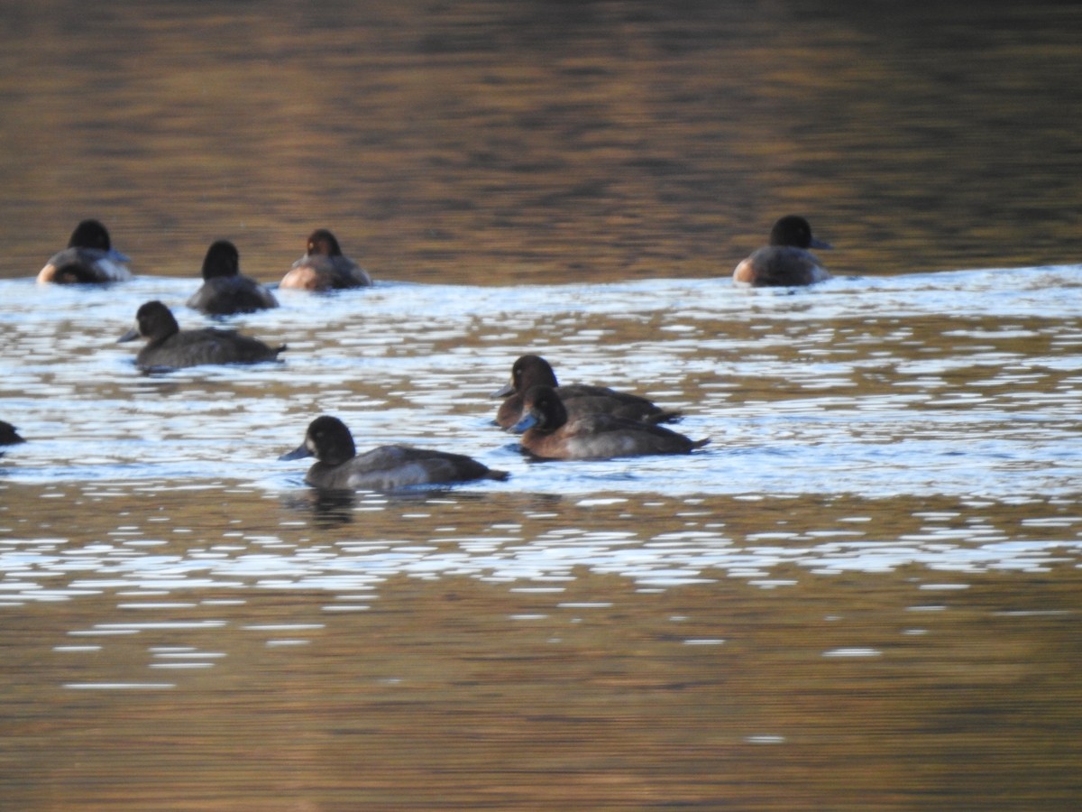 Greater/Lesser Scaup - ML611167946