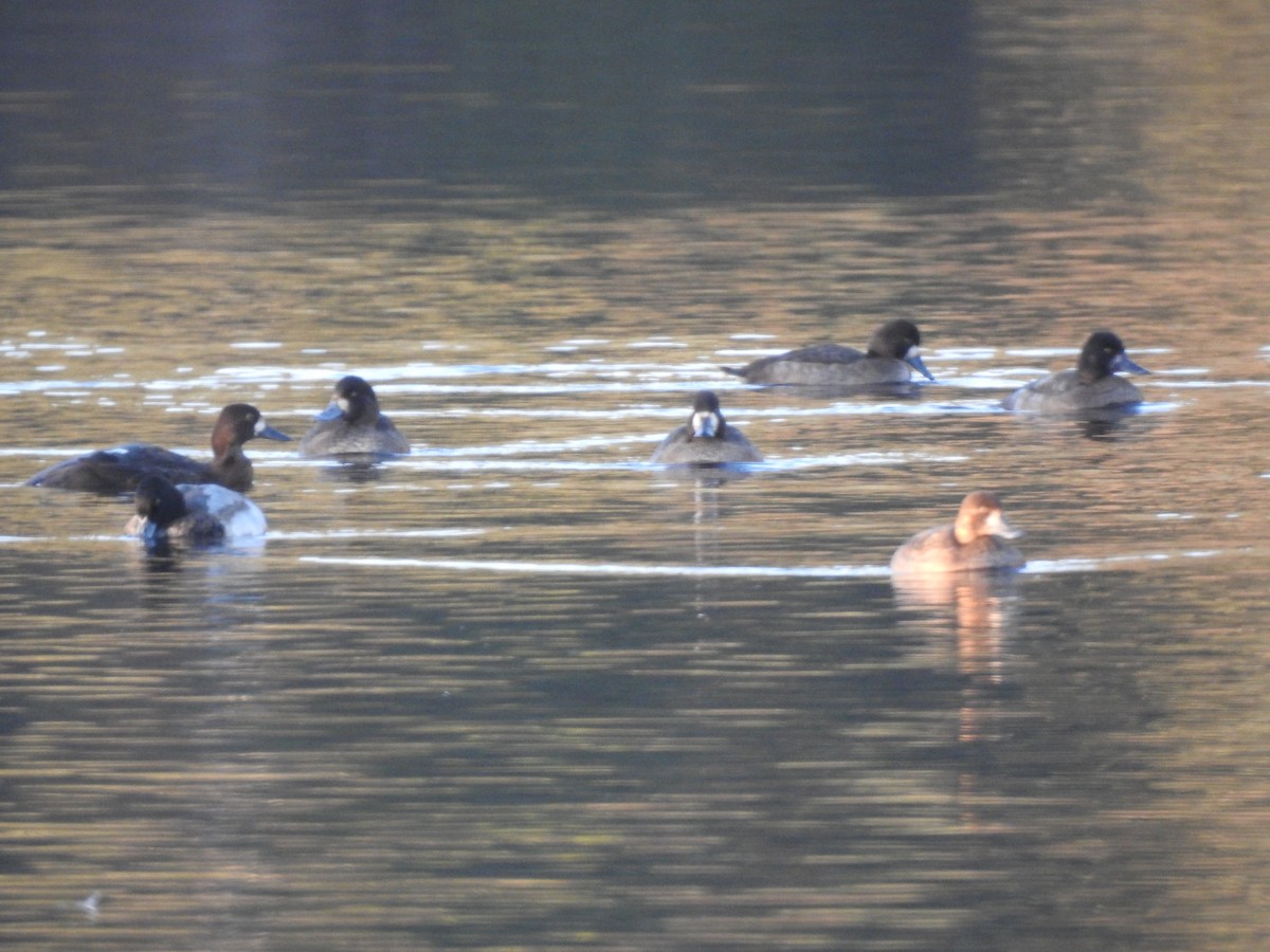 Greater/Lesser Scaup - ML611167949