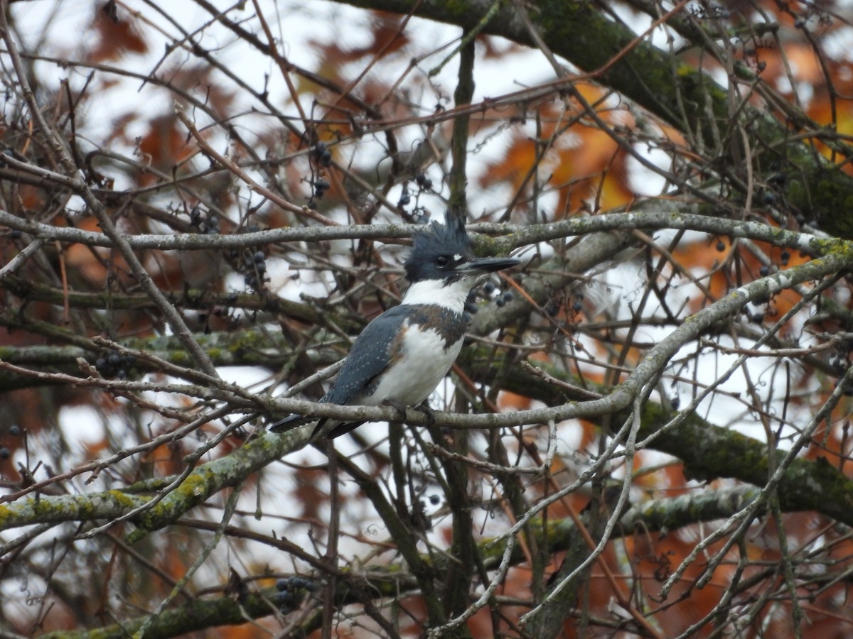 Belted Kingfisher - ML611167982
