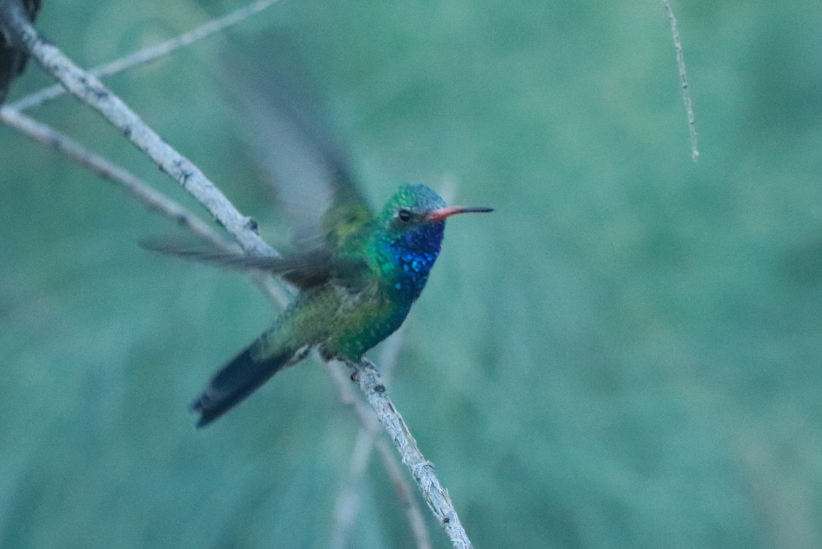 Broad-billed Hummingbird - ML611168238