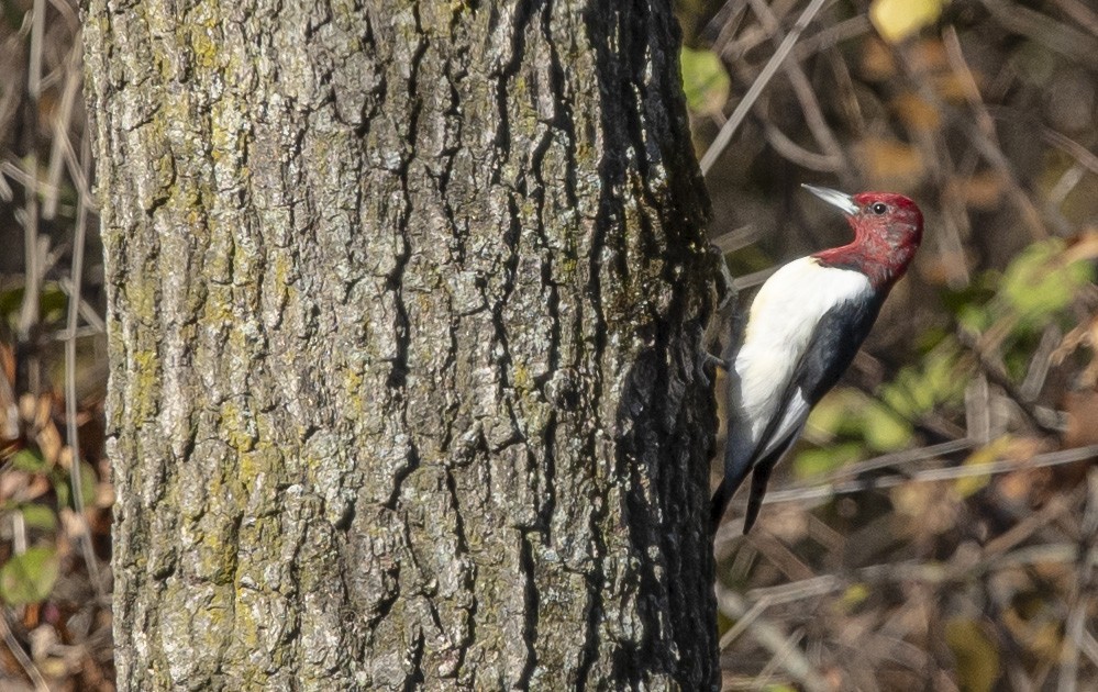 Red-headed Woodpecker - ML611168265