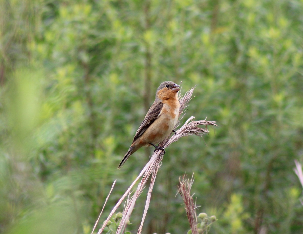 Tawny-bellied Seedeater - ML611168371