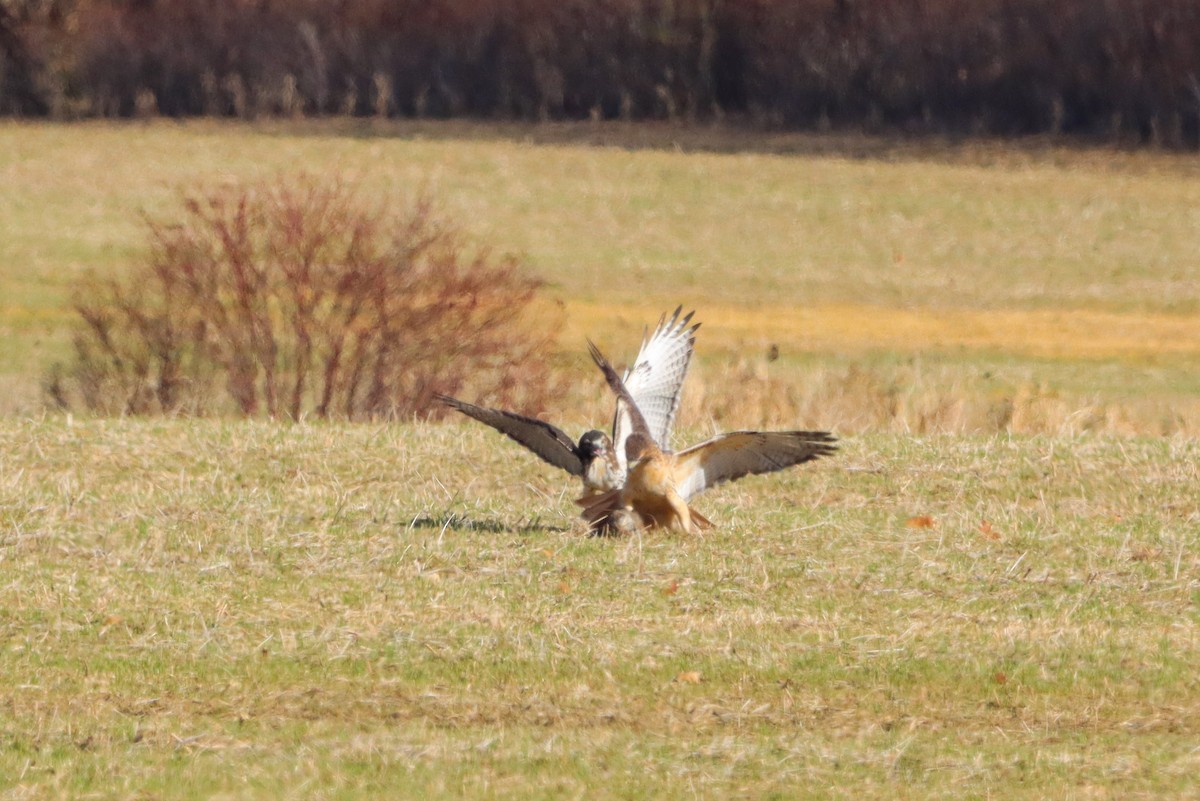 Red-tailed Hawk - ML611169505