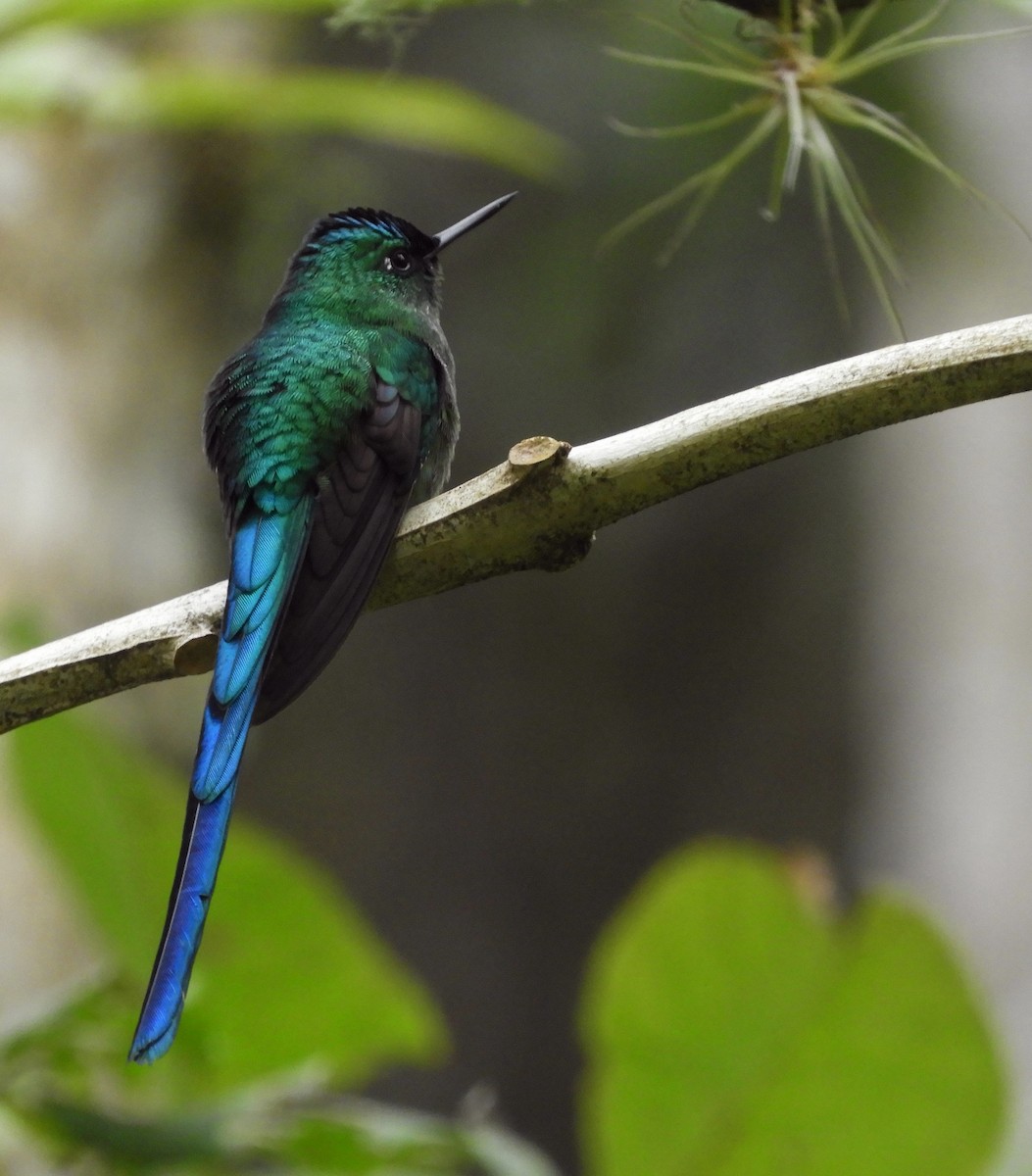 Long-tailed Sylph - ML611169519