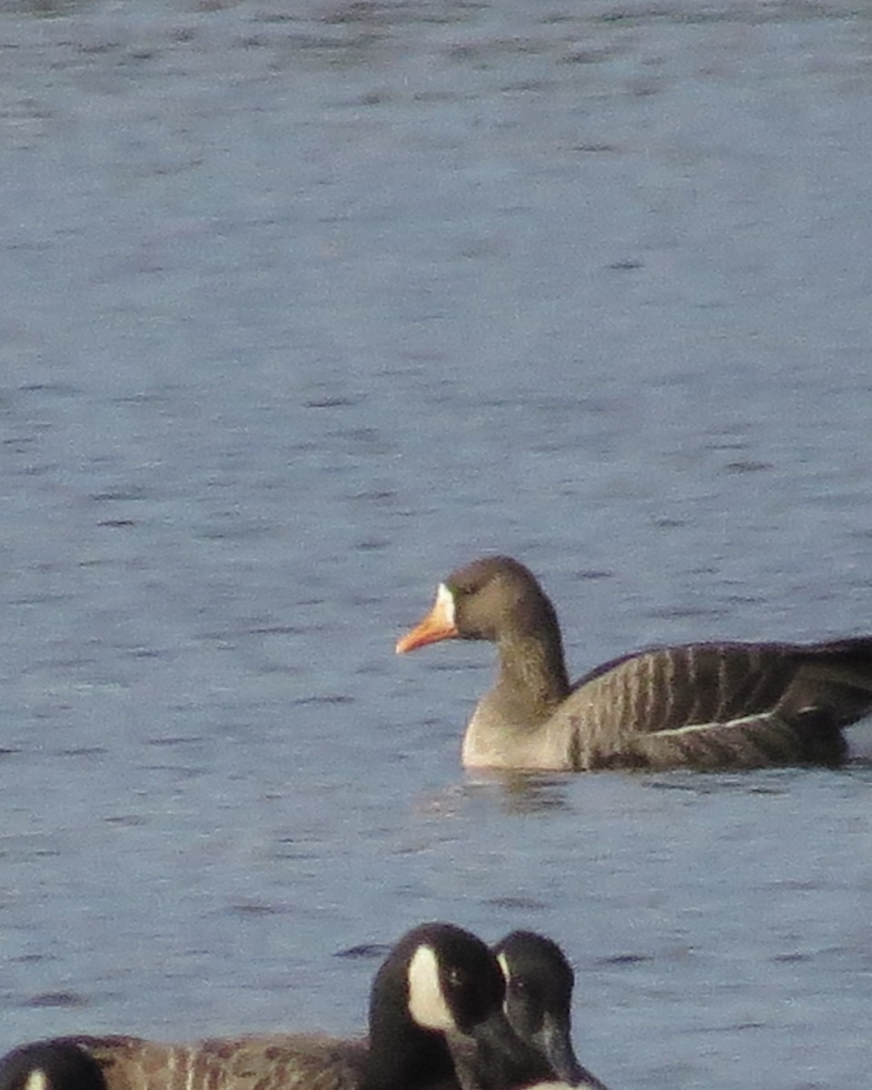 Greater White-fronted Goose - ML611169803