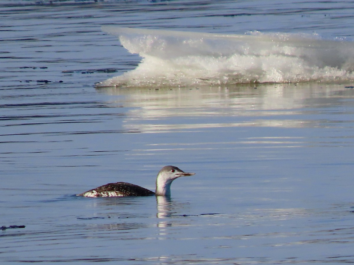 Red-throated Loon - ML611169909
