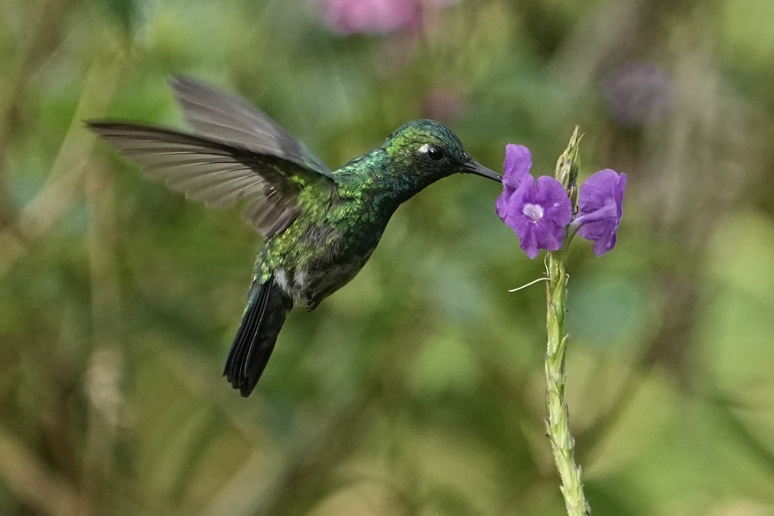Blue-tailed Emerald - ML611170241
