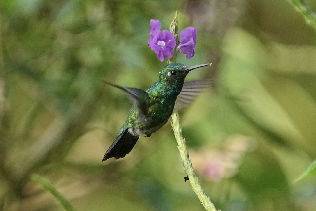 Blue-tailed Emerald - ML611170250