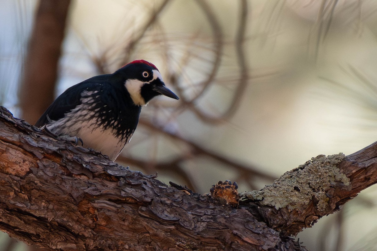 Acorn Woodpecker - ML611170641