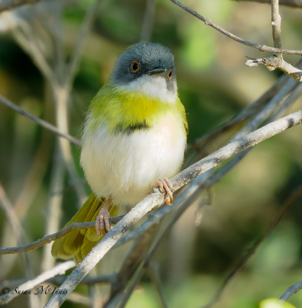 Yellow-breasted Apalis - ML611170739
