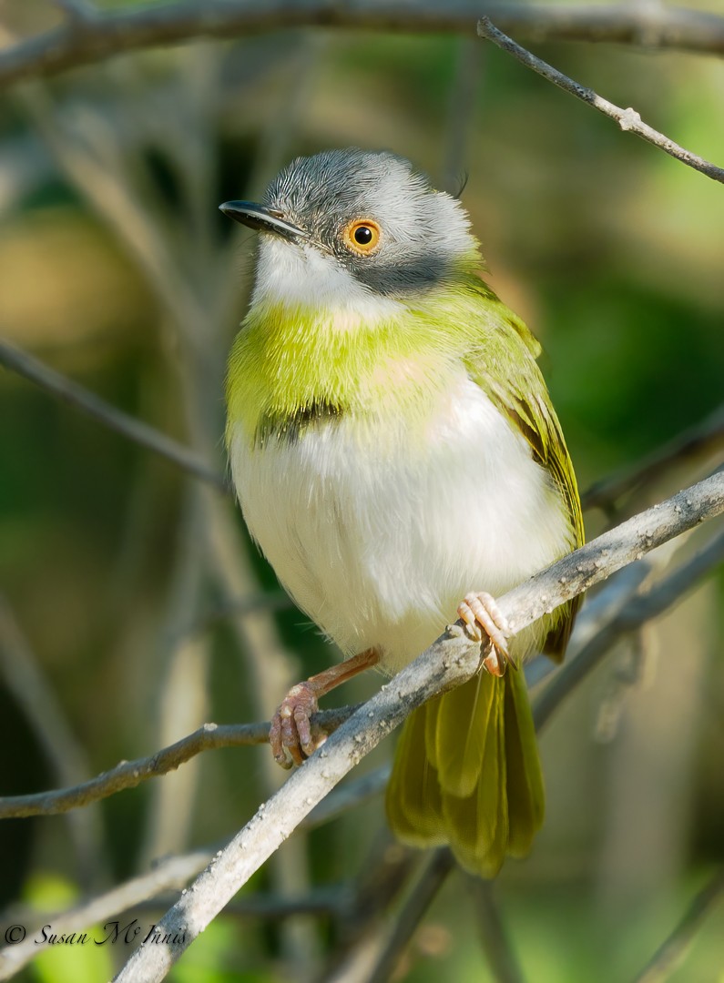 Yellow-breasted Apalis - ML611170829
