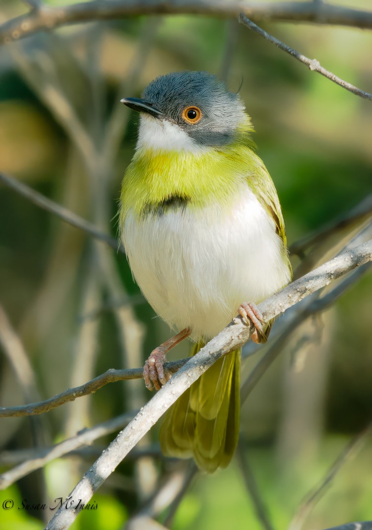 Yellow-breasted Apalis - ML611170838