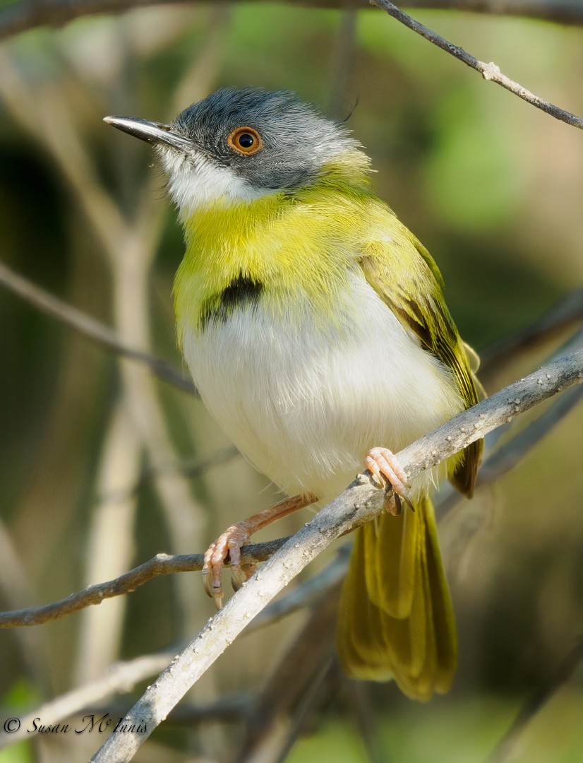 Yellow-breasted Apalis - ML611170841