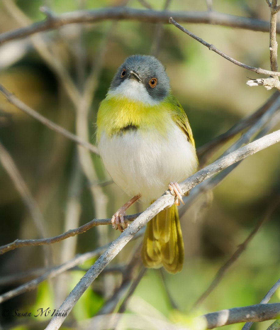 Yellow-breasted Apalis - ML611170852