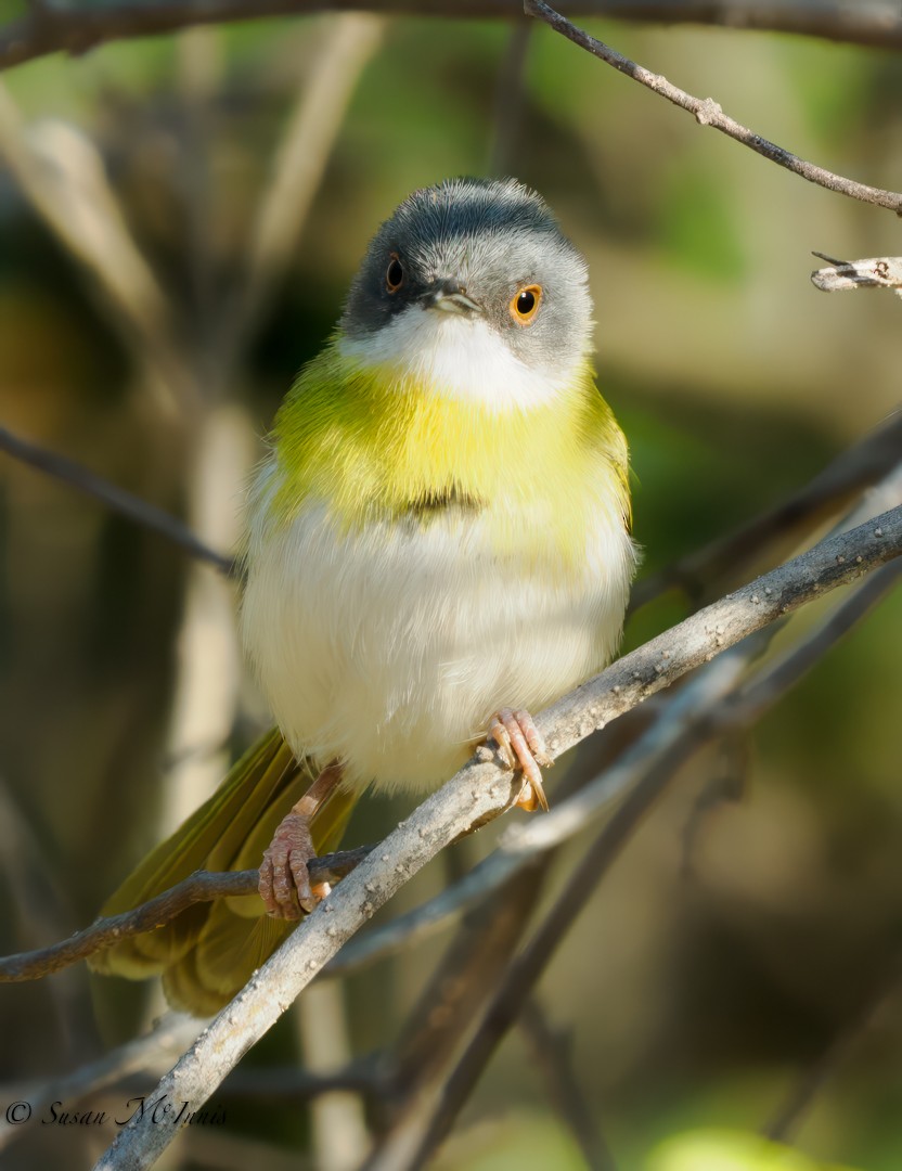 Yellow-breasted Apalis - ML611170853