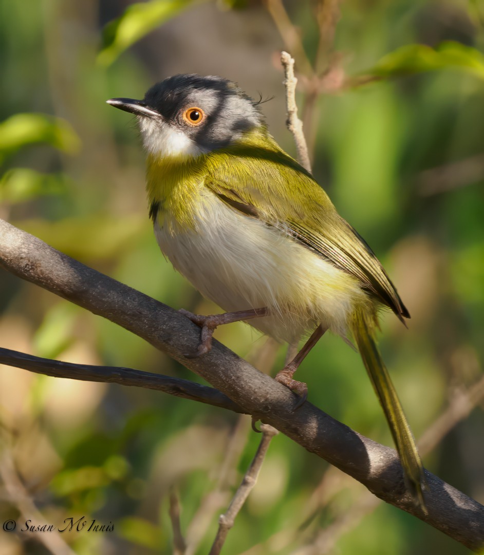 Yellow-breasted Apalis - ML611170860