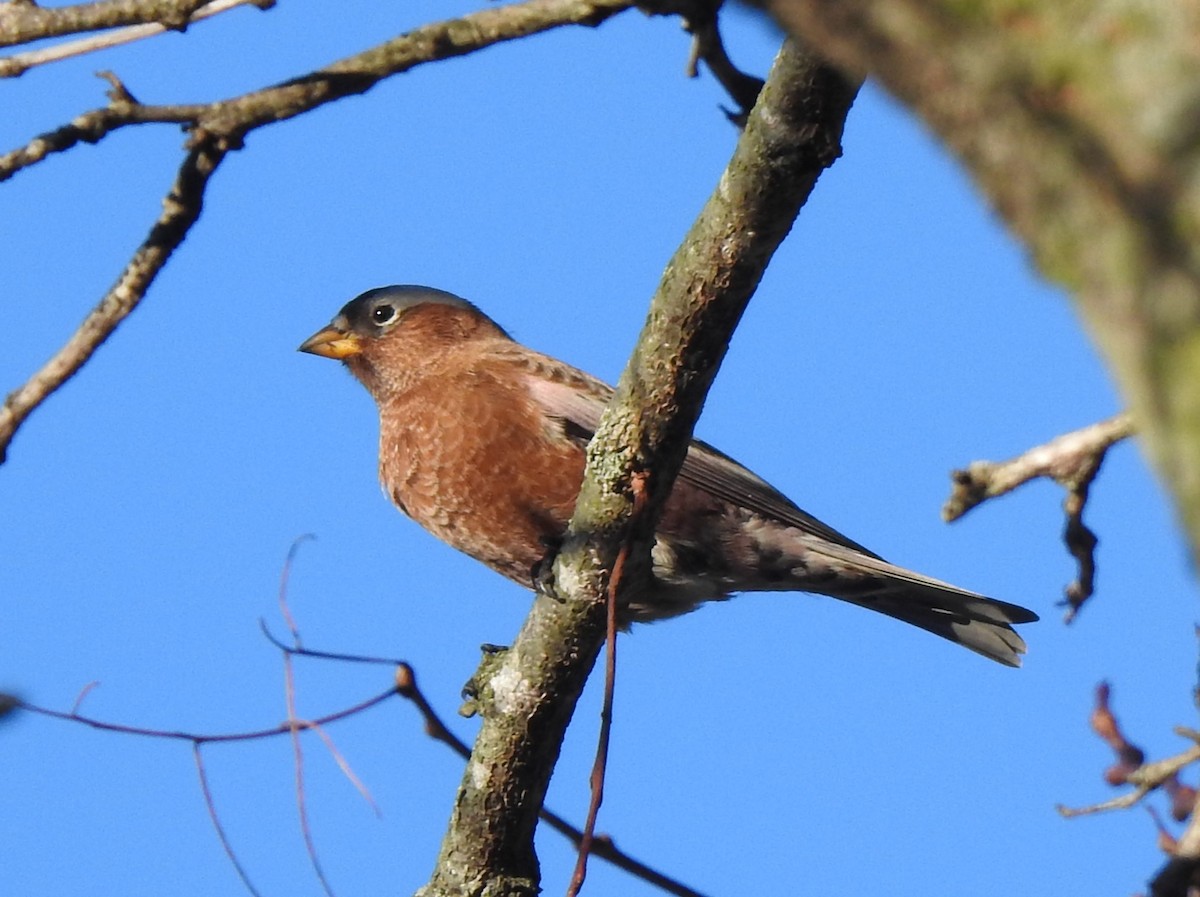 Gray-crowned Rosy-Finch - ML611171000