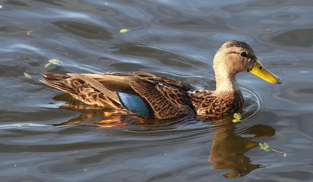 Mottled Duck (Gulf Coast) - ML611171072