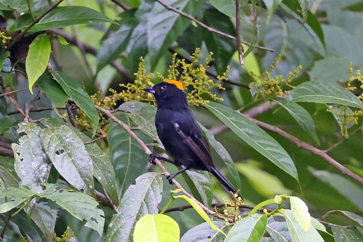 Tawny-crested Tanager - ML611171102