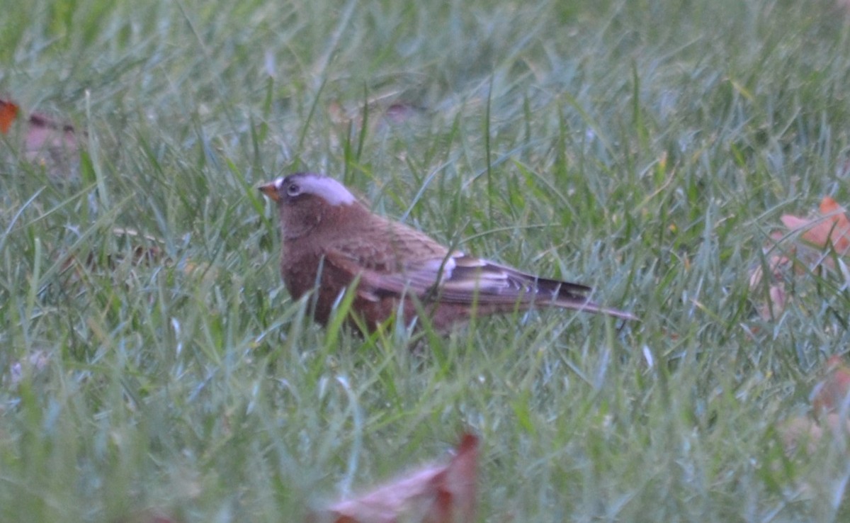 Gray-crowned Rosy-Finch - ML611171146