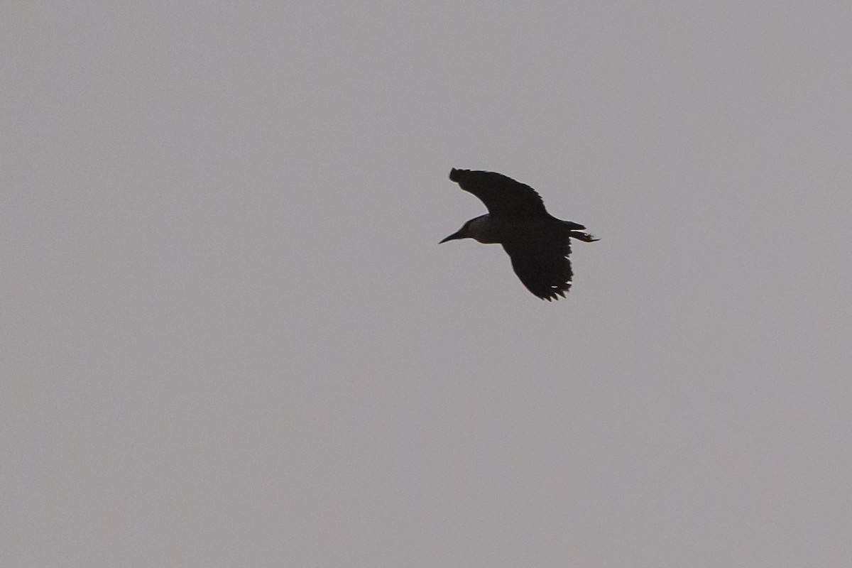 Black-crowned Night Heron - ML611171181