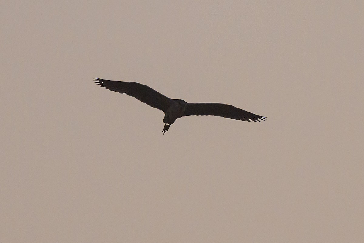 Black-crowned Night Heron - ML611171185