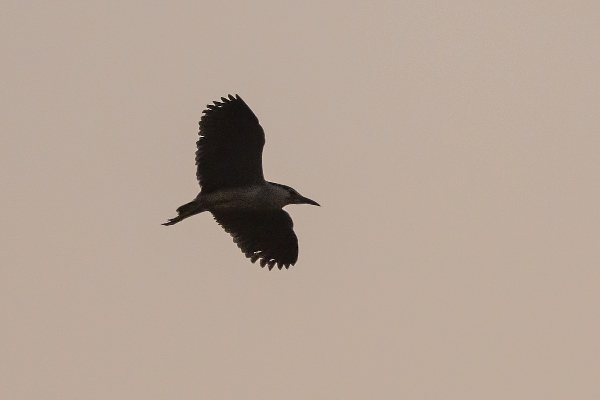 Black-crowned Night Heron - ML611171186