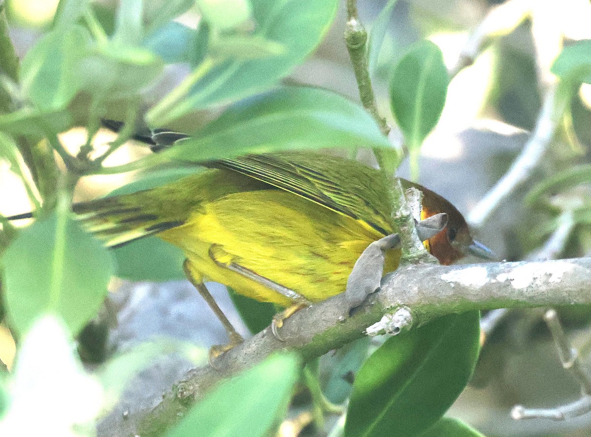 Yellow Warbler (Mangrove) - ML611171232