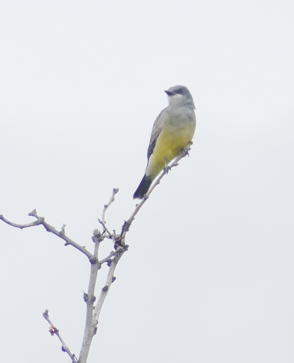 Cassin's Kingbird - barry mantell