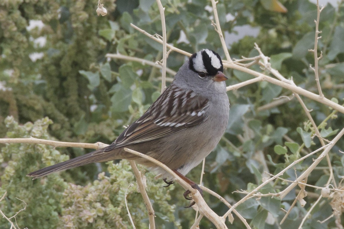 White-crowned Sparrow (Dark-lored) - ML611171260