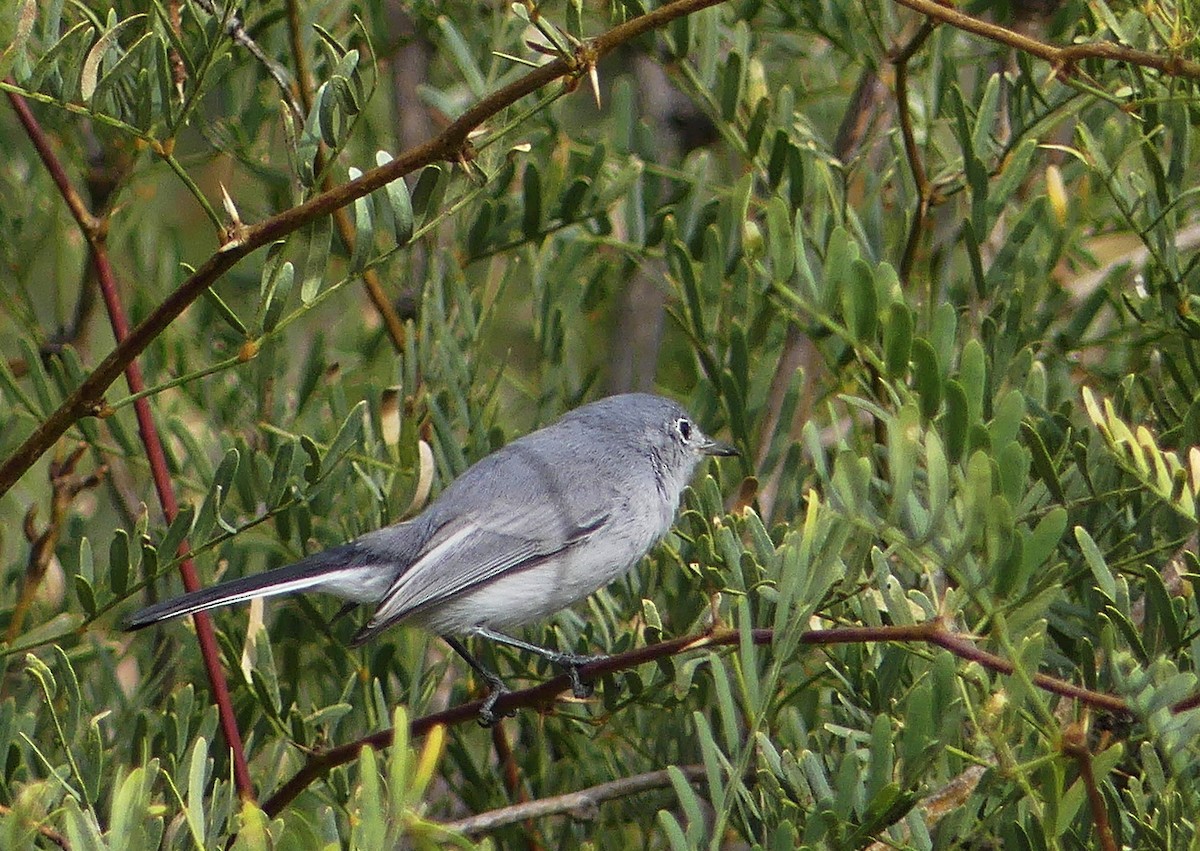 Blue-gray Gnatcatcher - barry mantell
