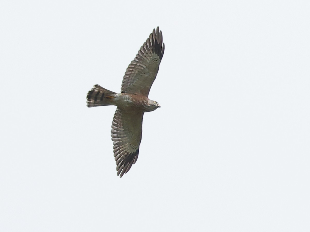 Chinese Sparrowhawk - ML611171427
