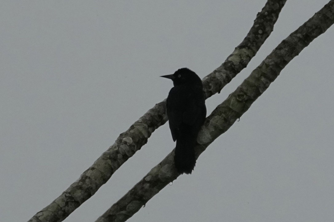 Pale-eyed Blackbird - ML611171472
