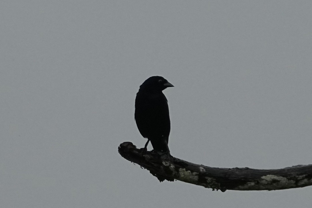 Pale-eyed Blackbird - ML611171508