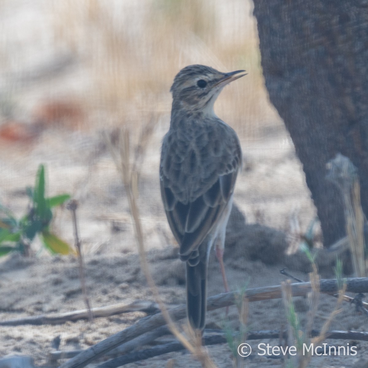 African Pipit - ML611171551