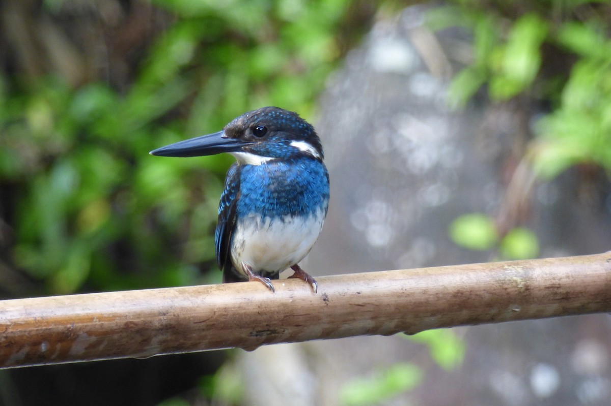 Javan Blue-banded Kingfisher - ML611171969