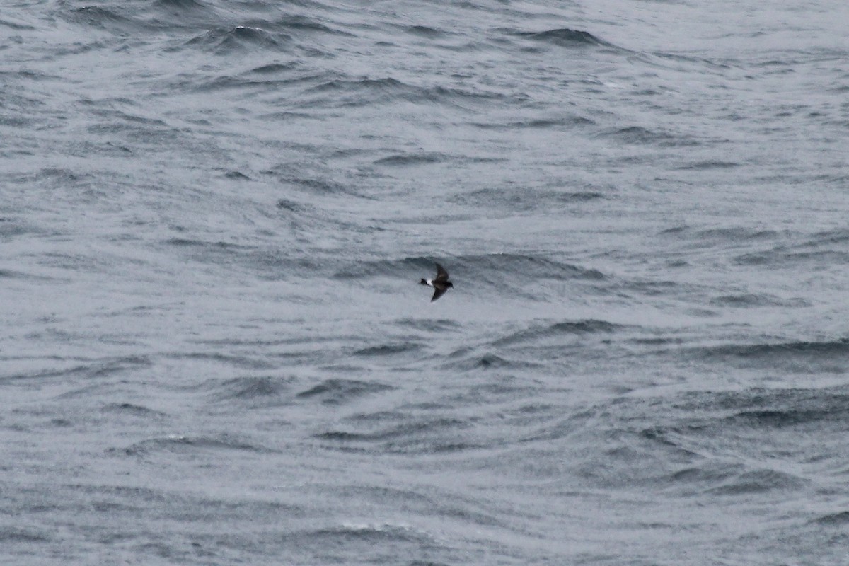 黃蹼洋海燕 - ML611171988