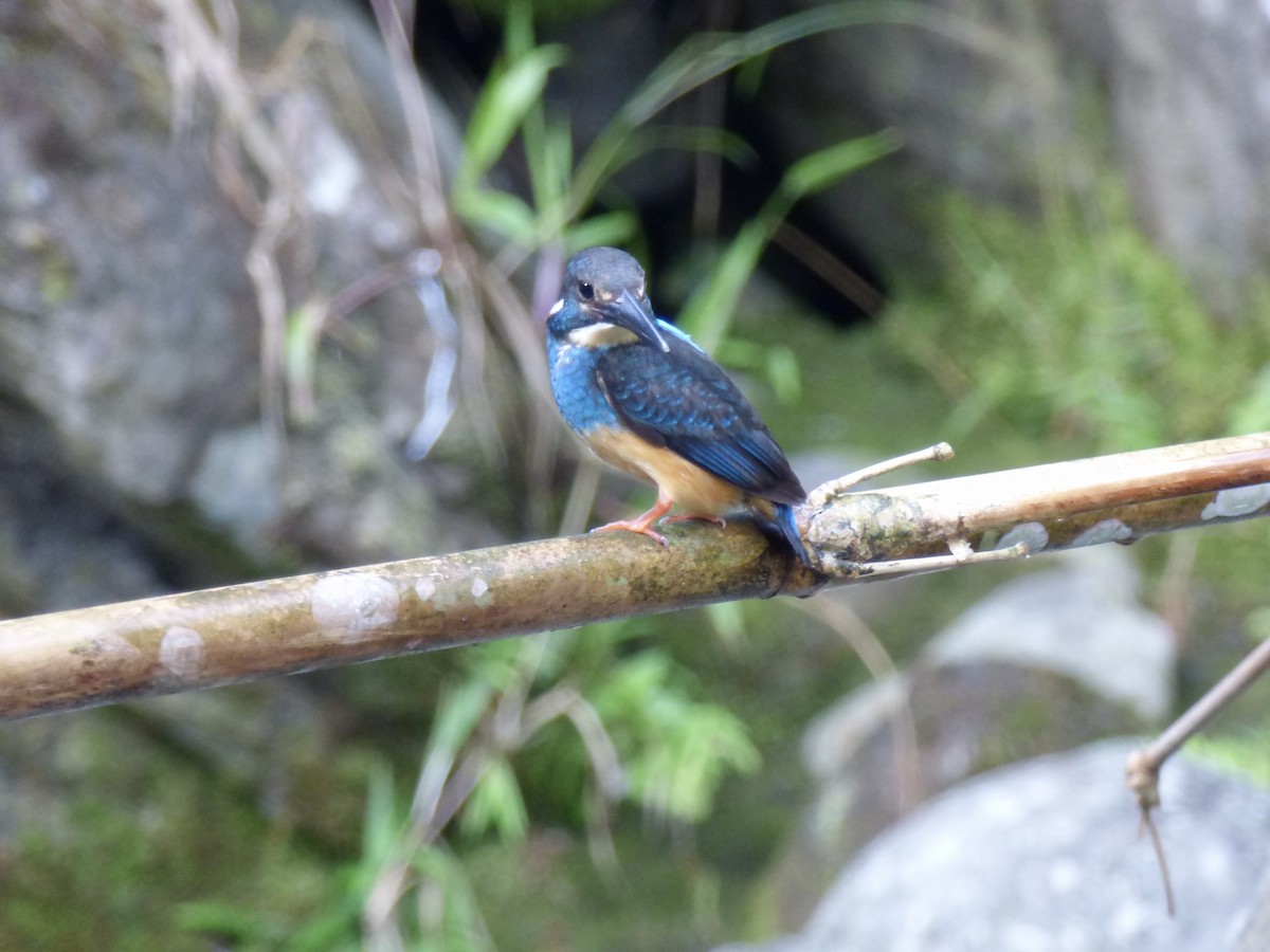 Javan Blue-banded Kingfisher - ML611171993