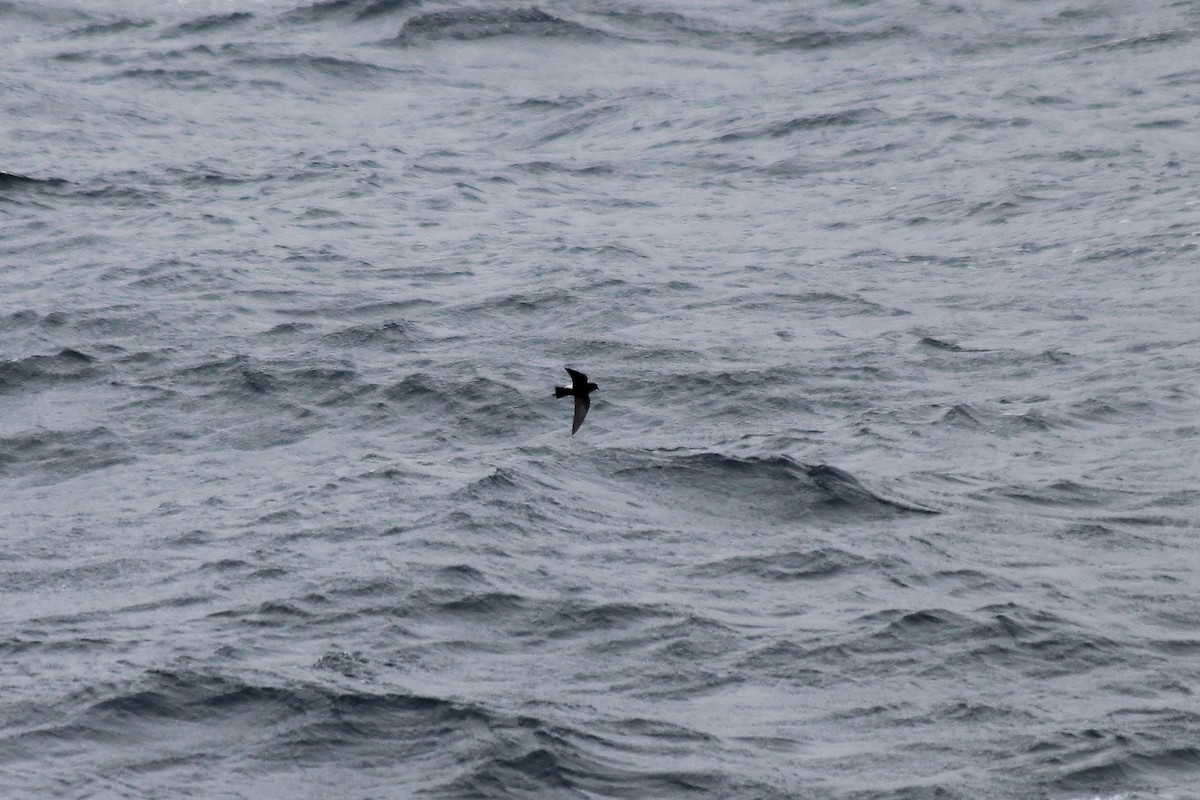 黃蹼洋海燕 - ML611171997