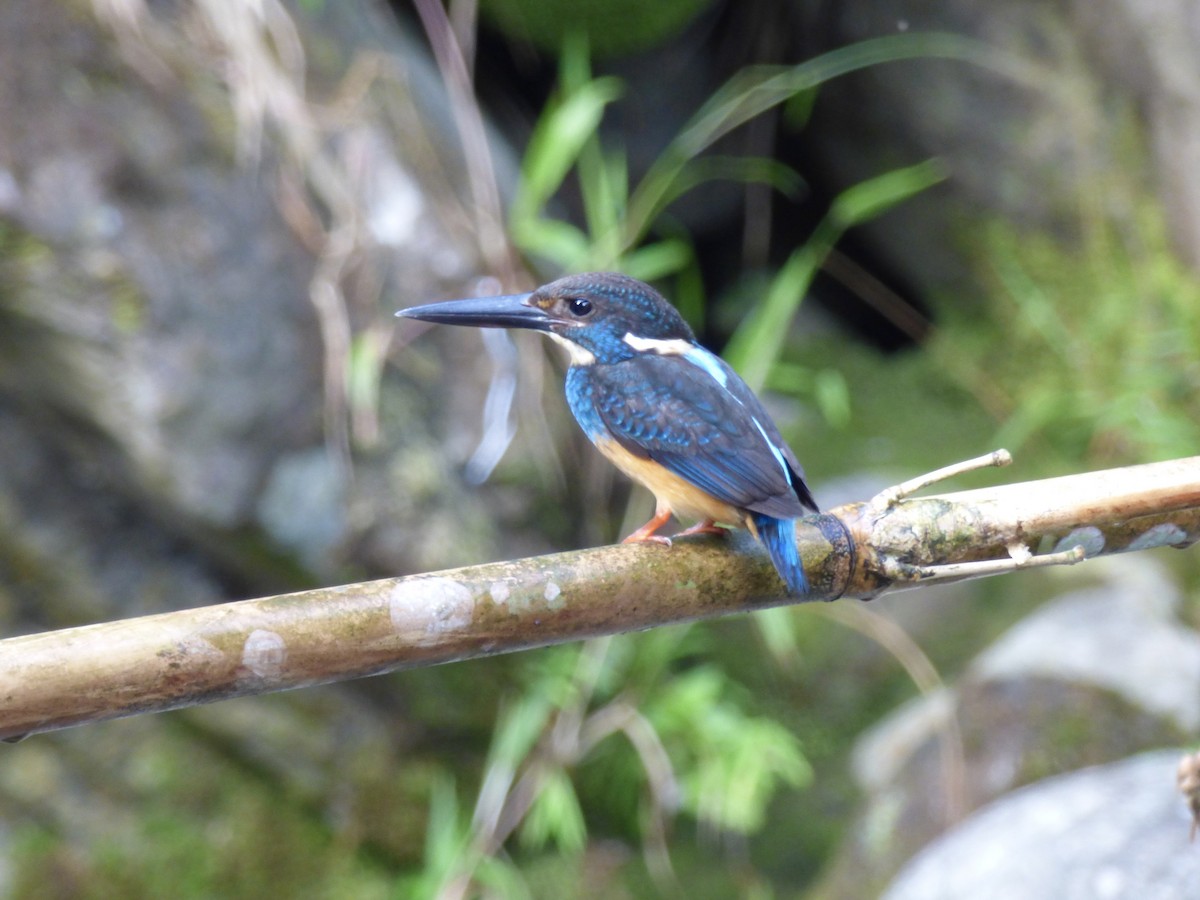 Javan Blue-banded Kingfisher - Rich Bayldon