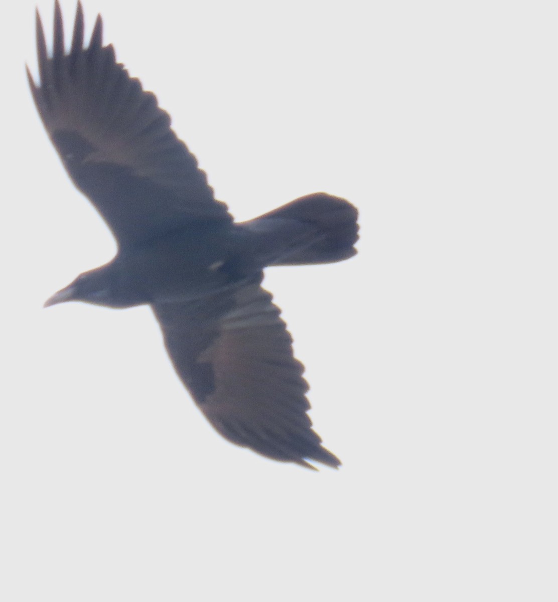 Common Raven - ML611172044