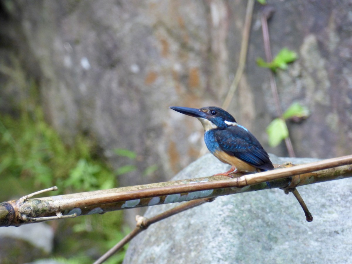 Javan Blue-banded Kingfisher - ML611172046