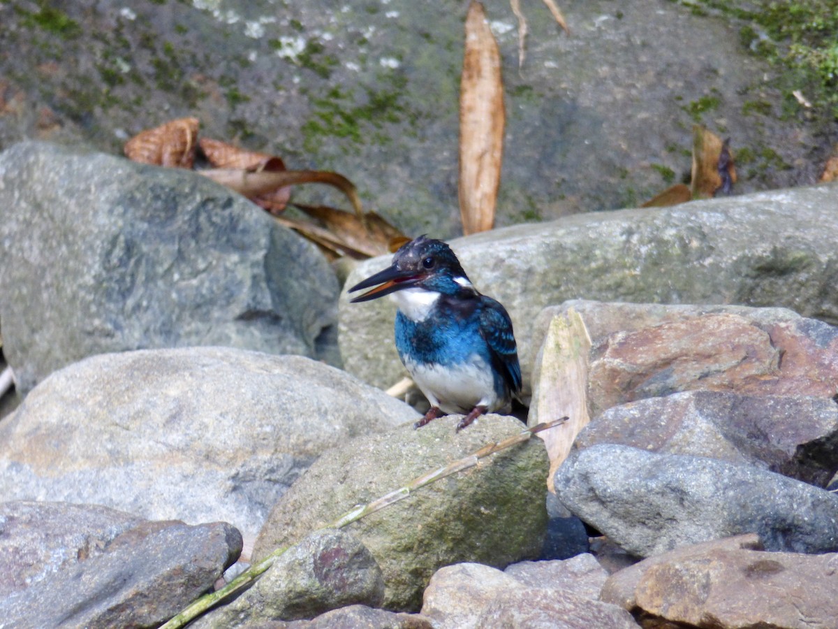 Javan Blue-banded Kingfisher - ML611172126